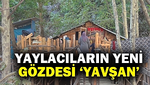 Yaylacıların yeni gözdesi ‘Yavşan’