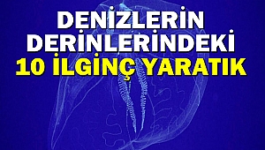 Denizlerin derinlerindeki 10 ilginç yaratık
