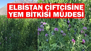 Elbistan Çiftcisine Yem Bitkisi Müjdesi