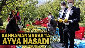 Kahramanmaraş’ta Ayva Hasadı