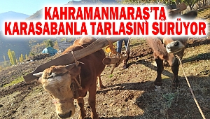 Kahramanmaraş’ta karasabanla tarlasını sürüyor