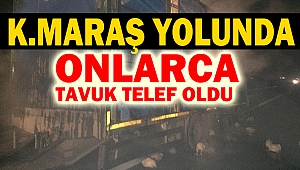 Onlarca tavuk telef oldu