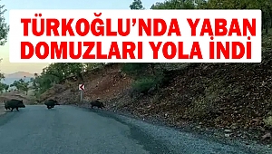 Türkoğlu’nda Yaban Domuzları Şehre İndi