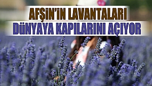 Afşin’in lavantaları dünyaya kapılarını açıyor 