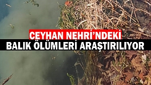 Ceyhan Nehri’ndeki Balık Ölümleri Araştırılıyor