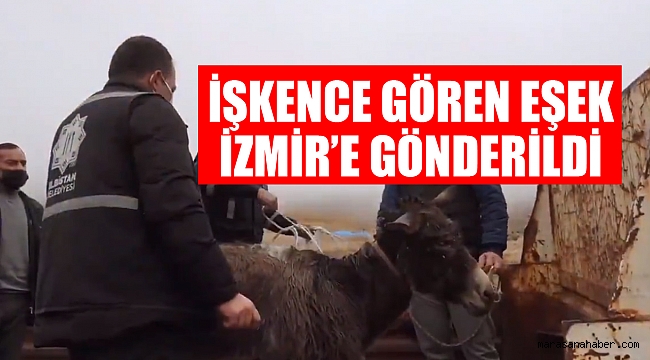 İşkence Gören Eşek İzmir’e Gönderildi