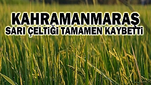 Kahramanmaraş Sarı Çeltiği Tamamen Kaybetti