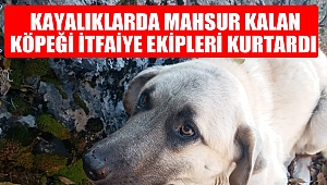 Kayalıklarda mahsur kalan köpeği itfaiye ekipleri kurtardı