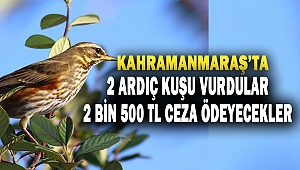 2 Ardıç Kuşu Vurdular 2 Bin 500 TL Ceza Ödeyecekler