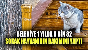 Belediye 1 Yılda 6 Bin 82 Sokak Hayvanının Bakımını Yaptı