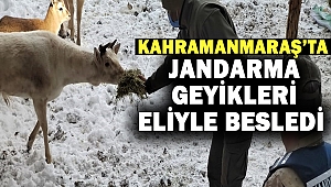 Jandarma geyikleri eliyle besledi