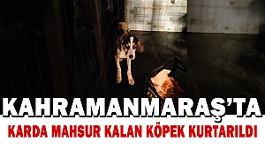 Kahramanmaraş'ta Karda Mahsur Kalan Köpek Kurtarıldı 