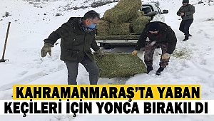 Kahramanmaraş’ta yaban keçileri için yonca bırakıldı