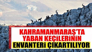 Kahramanmaraş’ta yaban keçilerinin envanteri çıkartılıyor