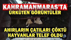 Kahramanmaraş'ta yoğun kar yağışı sonrası ahırların çatısı çöktü