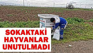 Sokaktaki Hayvanlar Unutulmadı