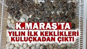 Yılın ilk keklikleri kuluçkadan çıktı