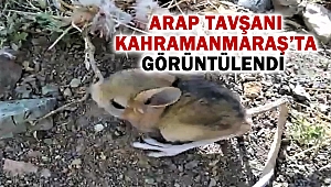 Arap Tavşanı Kahramanmaraş’ta görüntülendi