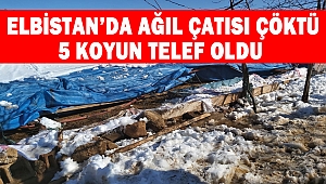 Elbistan’da ağıl çatısı Çöktü: 5 koyun telef oldu