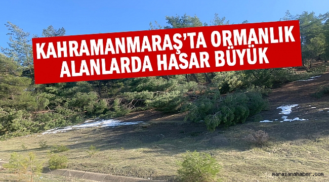 Kahramanmaraş’ta ormanlık alanlarda hasar büyük