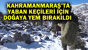 Kahramanmaraş’ta yaban keçileri için doğaya yem bırakıldı