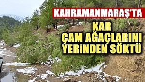 Kar, çam ağaçlarını yerinden söktü