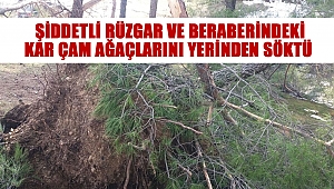 Şiddetli rüzgar ve beraberindeki kar çam ağaçlarını yerinden söktü