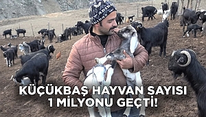 Kahramanmaraş’ta küçükbaş hayvan sayısı 1 milyon 300 bine ulaştı