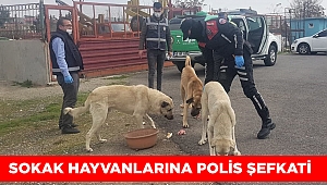 Kahramanmaraş’ta sokak hayvanlarına polis şefkati 
