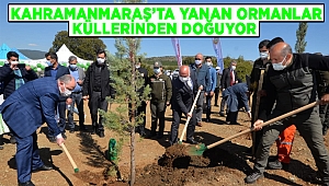 Kahramanmaraş’ta yanan ormanlar küllerinden doğuyor 