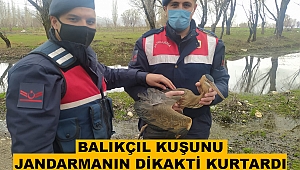 Balıkçıl Kuşunu jandarma ekiplerinin dikkati kurtardı 