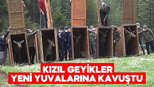 Kahramanmaraş’ta geyik popülasyonu artırmak için Eskişehir’den destek 