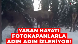 Kahramanmaraş’ta yaban hayatı fotokapanla adım adım izleniyor 