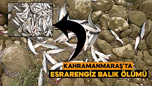 Kahramanmaraş’ta yüzlerce balık telef oldu 