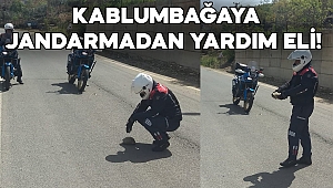 Kaplumbağayı ezilmekten jandarma kurtardı