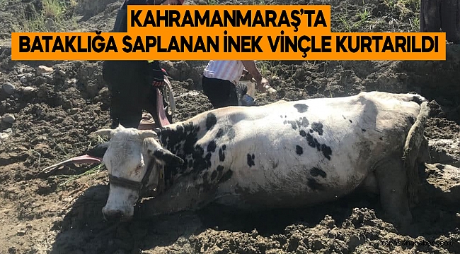 Kahramanmaraş’ta bataklığa saplanan inek vinçle kurtarıldı