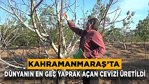 Kahramanmaraş’ta dünyanın en geç yaprak açan cevizi üretildi 