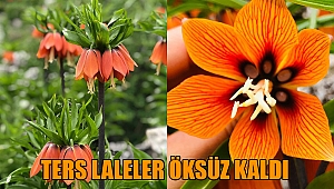 Kahramanmaraş’ta ters laleler öksüz kaldı 