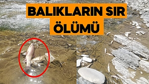 Kahramanmaraş’ta toplu balık ölümü 