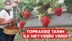 Kahramanmaraş’ta topraksız tarım ilk meyvesini verdi 