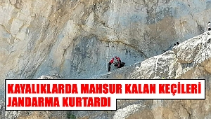 Kayalıklarda mahsur kalan keçileri jandarma kurtardı 