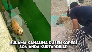 Sulama kanalına düşen köpeği son anda kurtardılar 