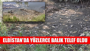Elbistan'da yüzlerce balık telef oldu 
