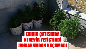 Evinin çatısında kenevir yetiştirdi jandarmadan kaçamadı 