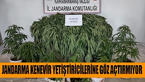 Jandarma kenevir yetiştiricilerine göz açtırmıyor 