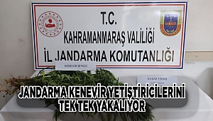 Jandarma kenevir yetiştiricilerini tek tek yakalıyor 