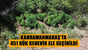 Kahramanmaraş'ta 451 kök kenevir ele geçirildi