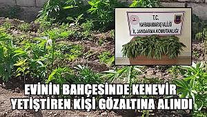 Kahramanmaraş'ta evinin bahçesinde kenevir yetiştiren kişi gözaltına alındı