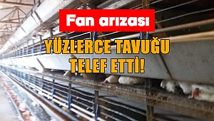 Kahramanmaraş'ta fan arızası yüzlerce tavuğu telef etti 