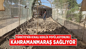 Türkiye'nin kınalı keklik popülasyonunu Kahramanmaraş sağlıyor 